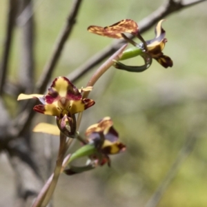 Diuris pardina at Wee Jasper, NSW - 21 Sep 2020