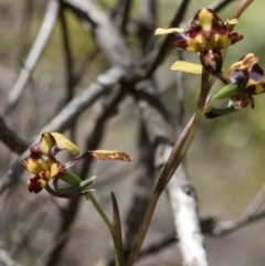 Diuris pardina at Wee Jasper, NSW - 21 Sep 2020