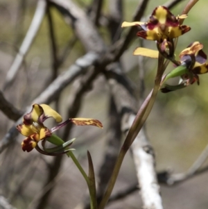 Diuris pardina at Wee Jasper, NSW - 21 Sep 2020