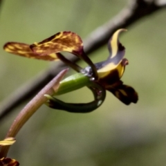 Diuris pardina at Wee Jasper, NSW - 21 Sep 2020