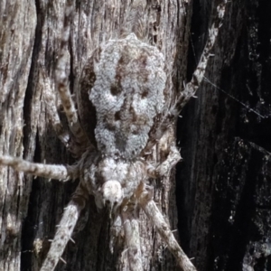 Tamopsis sp. (genus) at Stromlo, ACT - suppressed