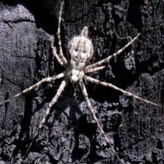 Tamopsis sp. (genus) at Stromlo, ACT - suppressed