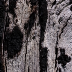 Tamopsis sp. (genus) at Stromlo, ACT - suppressed