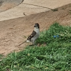 Cracticus torquatus (Grey Butcherbird) at Jerrabomberra, NSW - 19 Sep 2020 by Speedsta