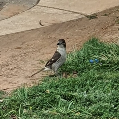 Cracticus torquatus (Grey Butcherbird) at Jerrabomberra, NSW - 19 Sep 2020 by Speedsta