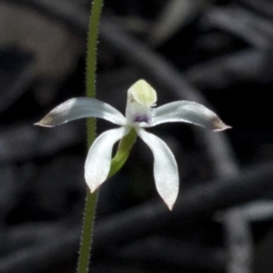 Caladenia ustulata at Wee Jasper, NSW - 21 Sep 2020