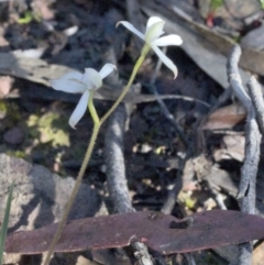 Caladenia ustulata at Wee Jasper, NSW - 21 Sep 2020