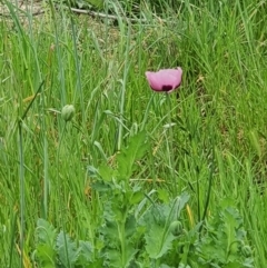 Papaver somniferum (Opium Poppy) at Hume, ACT - 19 Sep 2020 by Speedsta