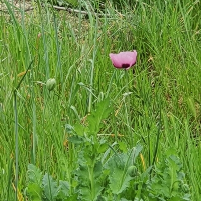 Papaver somniferum (Opium Poppy) at Hume, ACT - 18 Sep 2020 by Speedsta