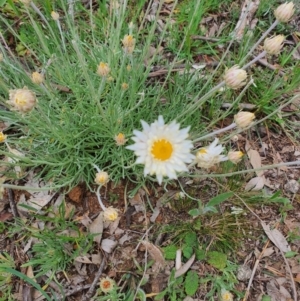 Leucochrysum albicans subsp. tricolor at Jerrabomberra, NSW - 19 Sep 2020 09:43 AM