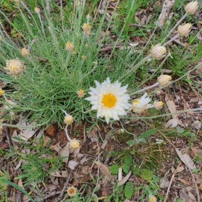 Leucochrysum albicans subsp. tricolor (Hoary Sunray) at Jerrabomberra, NSW - 19 Sep 2020 by Speedsta