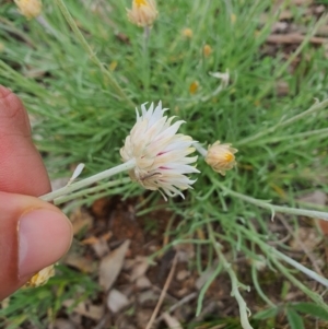 Leucochrysum albicans subsp. tricolor at Jerrabomberra, NSW - 19 Sep 2020 09:43 AM