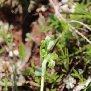 Hymenochilus bicolor (ACT) = Pterostylis bicolor (NSW) at Watson, ACT - suppressed