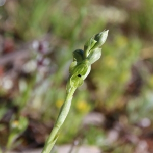 Hymenochilus bicolor at Watson, ACT - 21 Sep 2020