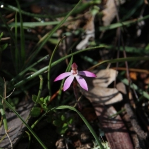 Caladenia fuscata at Watson, ACT - 21 Sep 2020