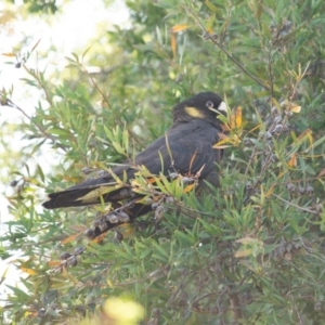 Zanda funerea at Jerrabomberra, NSW - 21 Sep 2020