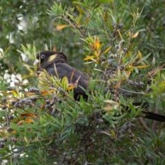 Zanda funerea at Jerrabomberra, NSW - 21 Sep 2020 02:57 PM