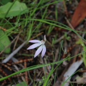 Caladenia fuscata at Watson, ACT - 21 Sep 2020