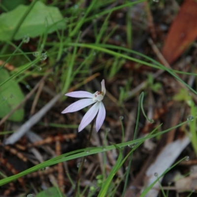 Caladenia fuscata (Dusky Fingers) at Watson, ACT - 21 Sep 2020 by petersan