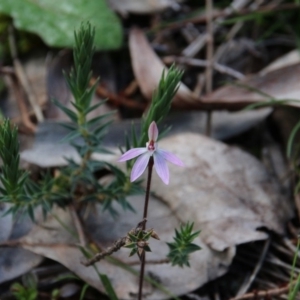 Caladenia fuscata at Watson, ACT - 21 Sep 2020