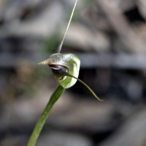 Pterostylis pedunculata at Wee Jasper, NSW - suppressed