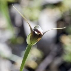 Pterostylis pedunculata at Wee Jasper, NSW - suppressed