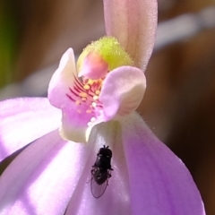 Caladenia carnea (Pink Fingers) at Denman Prospect, ACT - 21 Sep 2020 by Kurt