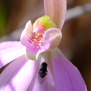 Caladenia carnea at Denman Prospect, ACT - suppressed