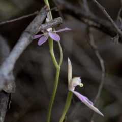 Caladenia carnea (Pink Fingers) at Wee Jasper, NSW - 21 Sep 2020 by JudithRoach