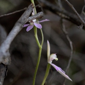 Caladenia carnea at Wee Jasper, NSW - 21 Sep 2020