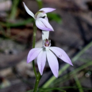 Caladenia carnea at Wee Jasper, NSW - 21 Sep 2020