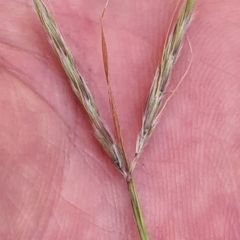 Hyparrhenia hirta (Coolatai Grass) at Kaleen, ACT - 20 Sep 2020 by Steve818