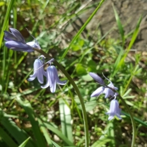 Hyacinthoides non-scriptus at Jerrabomberra, ACT - 20 Sep 2020