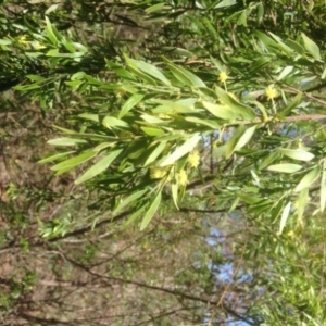 Acacia sp. at Hughes, ACT - 21 Sep 2020