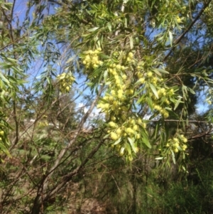 Acacia sp. at Hughes, ACT - 21 Sep 2020 12:56 PM