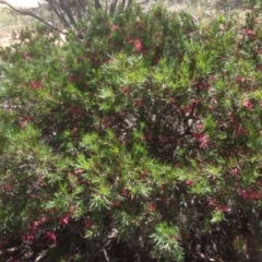 Grevillea juniperina (Grevillea) at Hughes, ACT - 21 Sep 2020 by jennyt