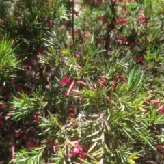 Grevillea juniperina at Hughes, ACT - 21 Sep 2020