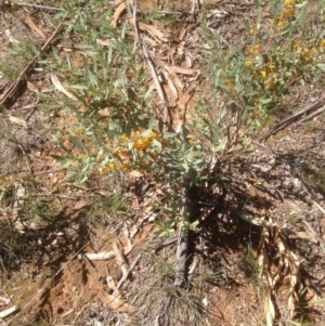 Daviesia mimosoides at Hughes, ACT - 21 Sep 2020