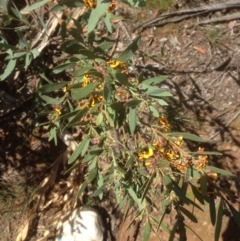 Daviesia mimosoides at Hughes, ACT - 21 Sep 2020 12:51 PM