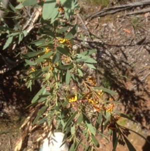 Daviesia mimosoides at Hughes, ACT - 21 Sep 2020