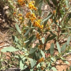 Daviesia mimosoides at Hughes, ACT - 21 Sep 2020