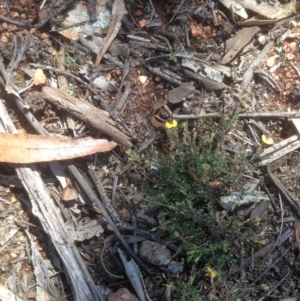 Bossiaea buxifolia at Hughes, ACT - 21 Sep 2020