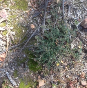 Bossiaea buxifolia at Hughes, ACT - 21 Sep 2020