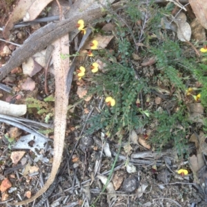 Bossiaea buxifolia at Hughes, ACT - 21 Sep 2020 01:00 PM