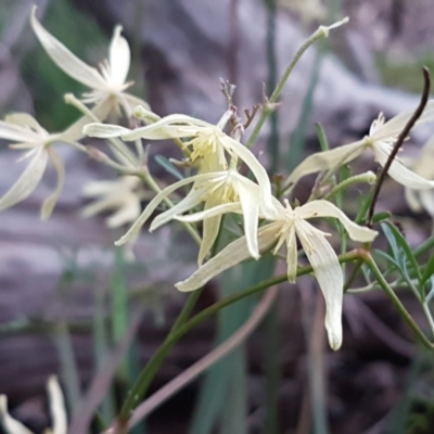 Clematis leptophylla (Small-leaf Clematis, Old Man's Beard) at Bruce Ridge to Gossan Hill - 21 Sep 2020 by trevorpreston