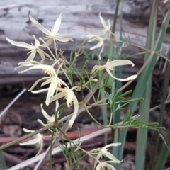 Clematis leptophylla at Bruce, ACT - 21 Sep 2020 04:59 PM