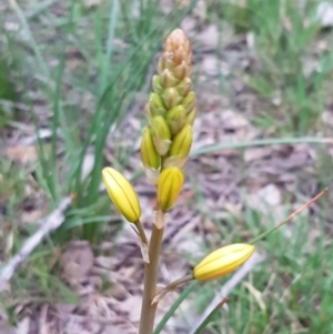 Bulbine bulbosa at Bruce, ACT - 21 Sep 2020