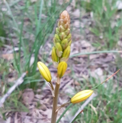 Bulbine bulbosa (Golden Lily) at Bruce Ridge to Gossan Hill - 21 Sep 2020 by trevorpreston