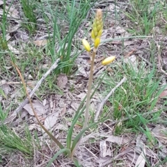 Bulbine bulbosa at Bruce, ACT - 21 Sep 2020