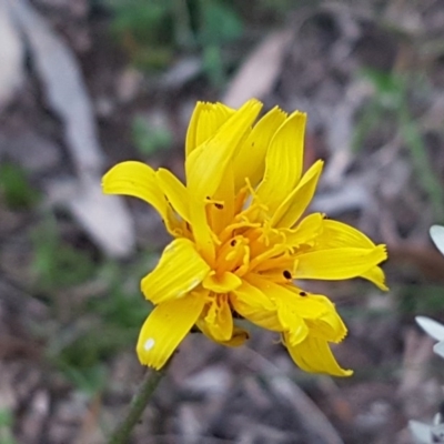 Microseris walteri (Yam Daisy, Murnong) at Bruce, ACT - 21 Sep 2020 by tpreston